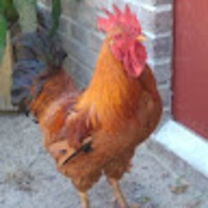 Meet your Posher, James